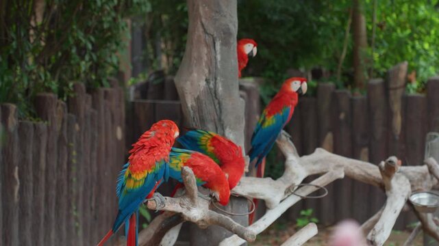 Scarlet macaws flock perched on branches, vibrant red blue green plumage contrasts with wooden fence and leafy backdrop, birds preening and interacting in energetic social display, tropical aviary