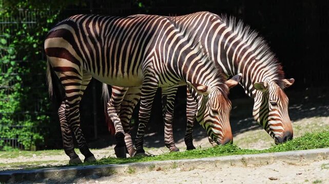 The Hartmann's mountain zebra, Equus zebra hartmannae is a subspecies of the mountain zebra found in far south-western Angola and western Namibia.
