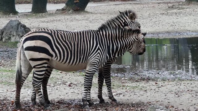 The Hartmann's mountain zebra, Equus zebra hartmannae is a subspecies of the mountain zebra found in far south-western Angola and western Namibia.