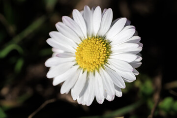 Obraz premium Captivating image of dewcovered white daisy petals radiant in morning sunlight