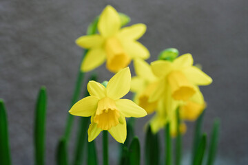 Fototapeta premium Yellow flowers with delicate petals. Springtime daffodils against dull background