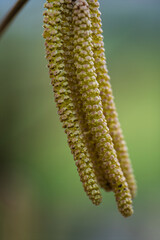 Fototapeta premium Visualization illustrating intricate floral structures with subtle green background