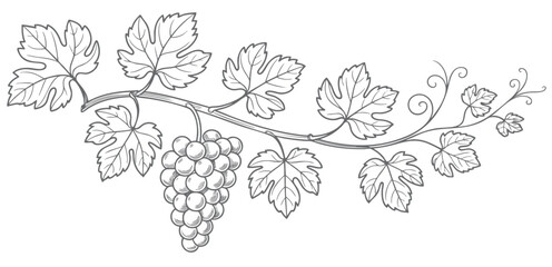 Naklejka premium Vintage vineyard grape branch with hanging clusters in ink engraving. Hand drawn grapevine composition isolated on white background.