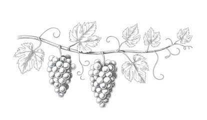 Fototapeta premium Vintage vineyard grape branch with hanging clusters in ink engraving. Hand drawn grapevine composition isolated on white background.