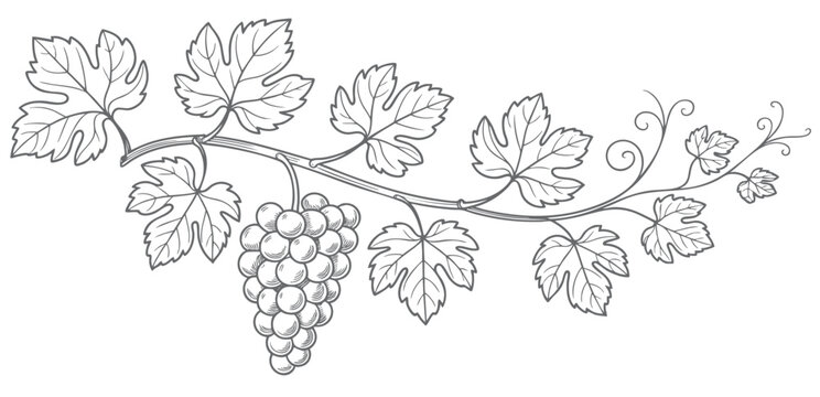 Vintage vineyard grape branch with hanging clusters in ink engraving. Hand drawn grapevine composition isolated on white background.