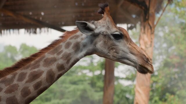 Closeup giraffe head with mist and floating dust particles, textured muzzle and soulful eyes framed by shelter post and green canopy, intimate portrait style with cinematic tones and soft bokeh