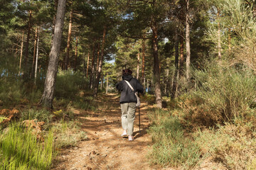 Obraz premium Pilgrim walking uphill on a dirt path through a sunlit pine forest