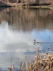 Great Crested Grebe Swimming on Calm Lake with Reflection