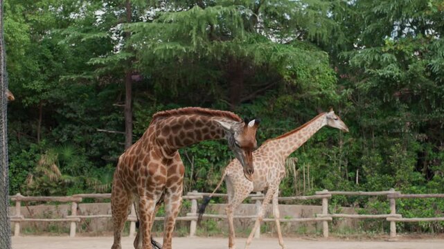 Two giraffes grazing and stretching toward ground, tall necks bending to reach grass with leafy backdrop and wooden barrier, serene zoo habitat with peaceful interaction and natural green tones