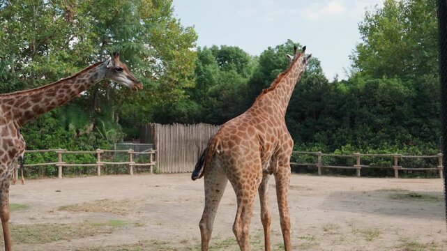 Two giraffes in zoo enclosure, adult shifting stance and lowering hind legs while juvenile browses nearby, sandy paddock bordered by wooden fence and leafy trees, warm daylight highlights spotted coat