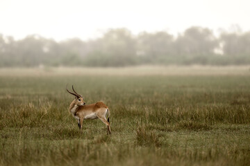 Fototapeta premium Male Red Lechwe (Kobus leche) Looking Back in Misty Botswana Wetlands