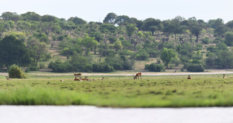 Fototapeta premium Herd of Red Lechwe (Kobus leche) Grazing in Lush Green Wetlands of Botswana