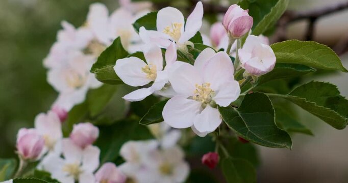 Close-up of blooming white and pink flowers on a tree branch