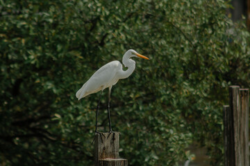 Fototapeta premium White egret standing on wooden post with lush green foliage background. Elegant wild bird in natural habitat with soft bokeh forest environment and peaceful wildlife scene.