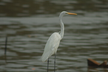 White egret wading in calm water with soft ripples, elegant wild bird in natural wetland habitat. Wildlife nature scene with graceful avian standing in peaceful outdoor environment.