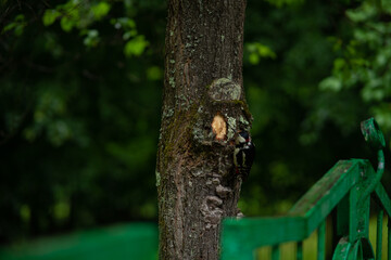 Fototapeta premium Great Spotted Woodpecker Foraging on Tree Trunk . Wildlife Nature Close-up