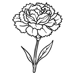 Carnation Flower