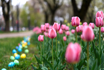Fototapeta premium Pink tulips blooming near colorful decorated Easter eggs on green grass. This vibrant spring landscape is perfect for holiday greeting cards and seasonal garden advertisements.