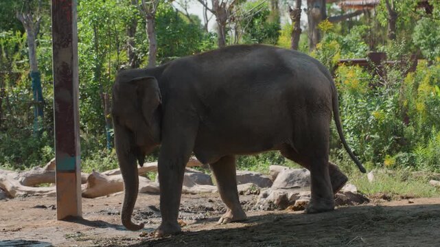 Lone elephant walks under trees along dusty reserve path, adult pachyderm moves with steady gait through pockets of shade, textured skin and trunk details visible, telephoto documentary framing, quiet
