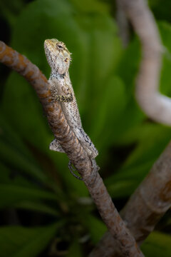 lizard on a tree