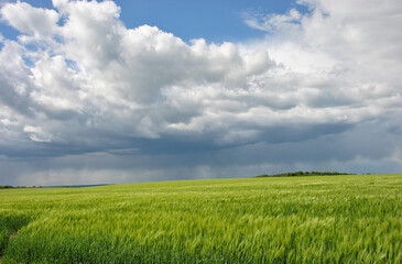 Fototapeta premium Dramatic storm clouds over lush green wheat field at twilight.