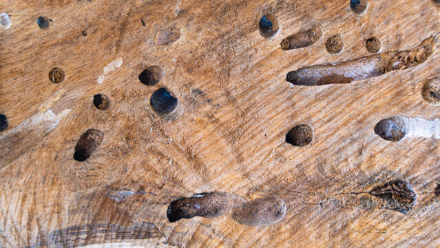A detailed macro view of a weathered wood surface featuring numerous boreholes and tunnels created by wood boring insect larvae.