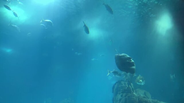 Underwater view of an ocean sunfish (Mola mola) swimming beneath the surface surrounded by fish in deep blue ocean light.