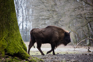 Stado Polskich żubrów na wiosennej polanie starego  lasu © kubikactive