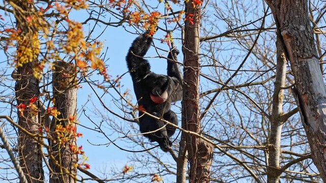 The black-headed spider monkey, Ateles fusciceps is a species of spider monkey, a type of New World monkey, from Central and South America.