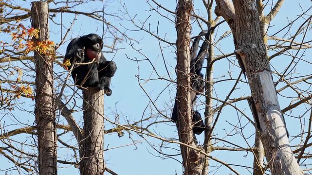 The black-headed spider monkey, Ateles fusciceps is a species of spider monkey, a type of New World monkey, from Central and South America.
