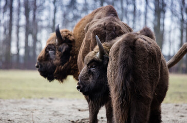 Stado Polskich żubrów na wiosennej polanie starego  lasu © kubikactive