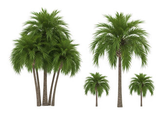 Obraz premium A group of palm trees on a white background