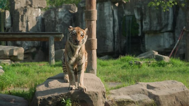 Tiger sitting on rocky platform, regal frontal pose with attentive stare and composed stillness, mossy stones and weathered wooden post in background, calm morning light accentuating stripes