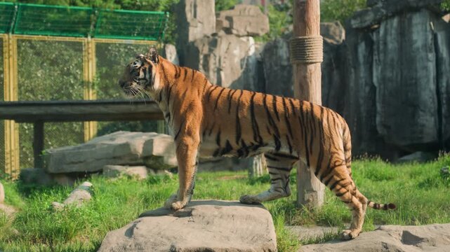 Tiger standing on sunlit rock, calm sentinel surveying zoo enclosure with green grass, stone boulder, wooden bench and ropewrapped post, alert gaze and slow deliberate step, vivid orange and black