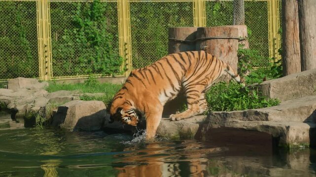 Tiger laps water. Striped feline dips into pond water. Tiger regularly immerses itself in water at pond edge. Striped tiger consistently bends down to dip into pond water rhythmically and calmly