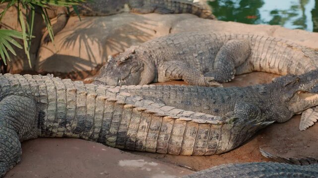 Two crocodiles resting on muddy bank, midday sunlight highlights textured scales and overlapping tails, subtle jaw twitch, palm fronds and pond reflection frame serene scene, mate pair bonding on warm