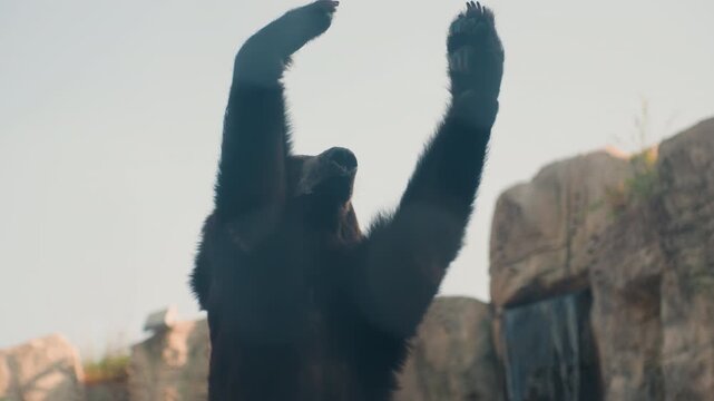 Black bear rears up like dancer on rocky platform, arms raised in expressive gesture, skyline backdrop, dramatic silhouette, playful showmanship, cinematic slow action, observational wildlife clip