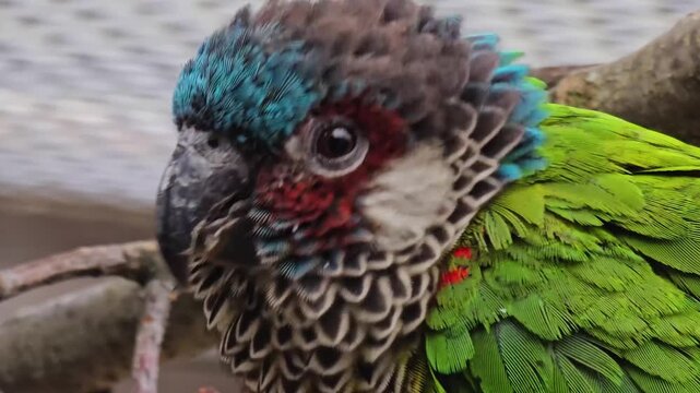 Close up head of a scarlet belly parrot resting on a branch and looking around