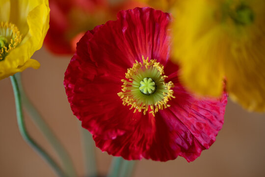 close up of Iceland poppy