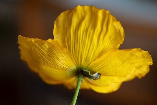 close up of Iceland poppy