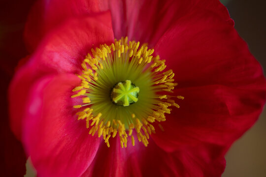 close up of red Iceland poppy