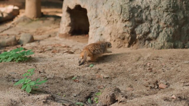 Meerkat foraging across sandy ground scurrying through low greenery toward earthen burrow, climbing mound and peeking, playful exploration and insect hunting in warm daylight, energetic documentary