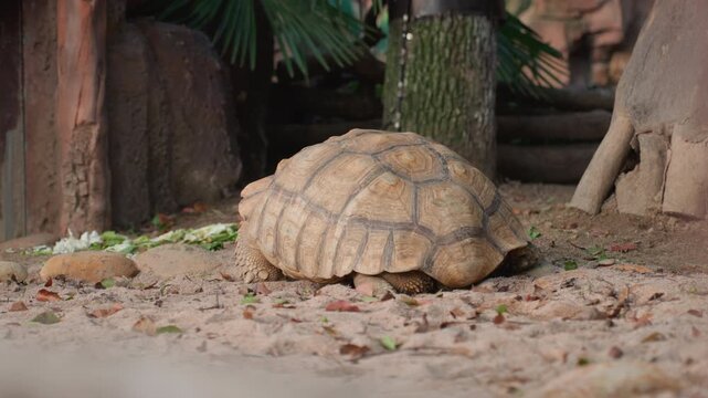 Tortoise foraging near tree roots nibbling greens and scattered leaves shaded garden corner with mossy bark and loose soil intimate closeup on shell pattern and steady steps calm curious mood captured