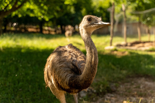 close up ostrich, ostrich in the zoo