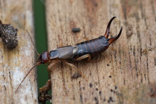 Close-up macro view of a Common European earwig  with prominent pincers, resting on weathered wooden planks outdoors