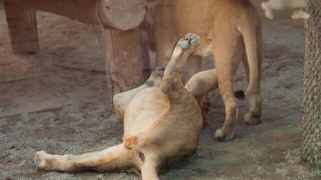 Playful pumas rolling beside timber log, energetic interaction with tumbling, nuzzling and gentle wrestling on dusty ground, tails flicking and claws retracting, visitors viewing beyond fence, zoo
