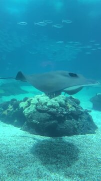 Large manta ray gliding gracefully through blue water above sharks and coral formations inside a public aquarium tank. 