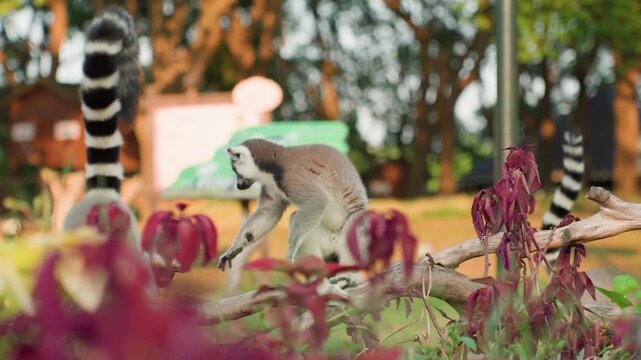 Colorful plants with playful lemur. Bright daylight illuminates playful lemur among lush green plants. Lively ringtail lemur explores vibrant foliage with tail raised in natural daylight