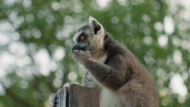 Ringtailed lemur feeding on post, closeup shot showing hands and fingers manipulating food, focused gaze and chew motion, blurred treescape background, candid behavior study, zoo reserve setting,