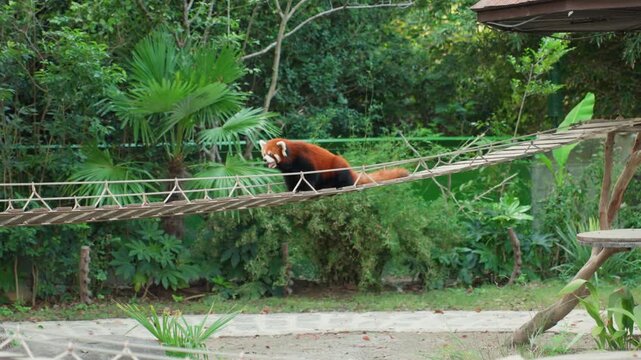 Red panda crossing wooden rope bridge high above ground, solitary climber navigating swaying walkway with careful balance and tail counterweight, lush canopy backdrop and dense foliage, enrichment